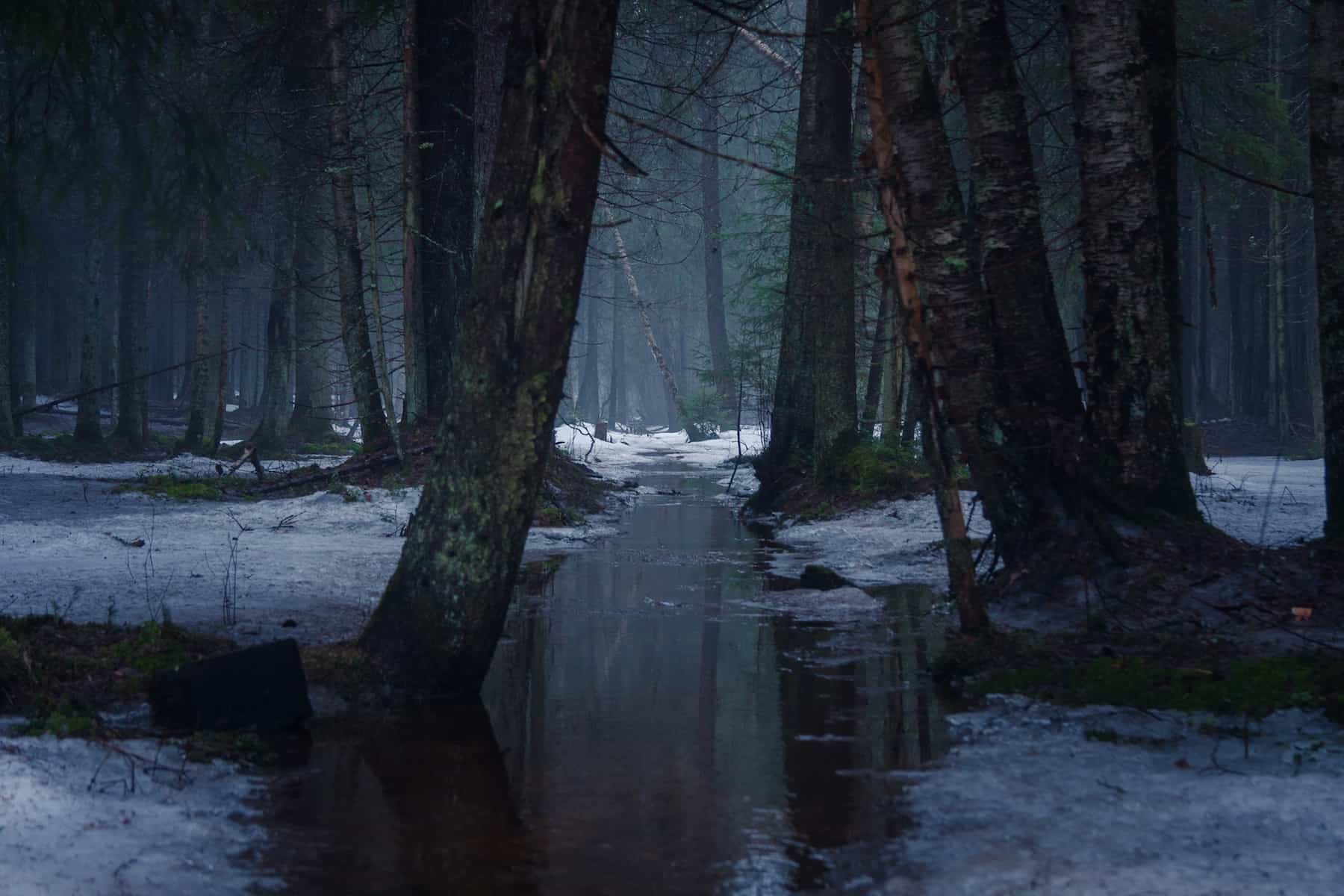 Весна в лесу